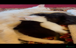 Maine Coon cats for sale: Maine coon kittens - Image 9