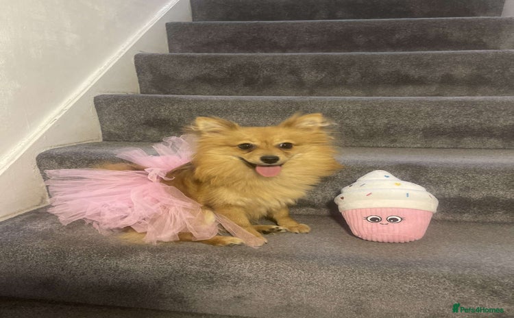 Pomeranian dogs - Advert 10