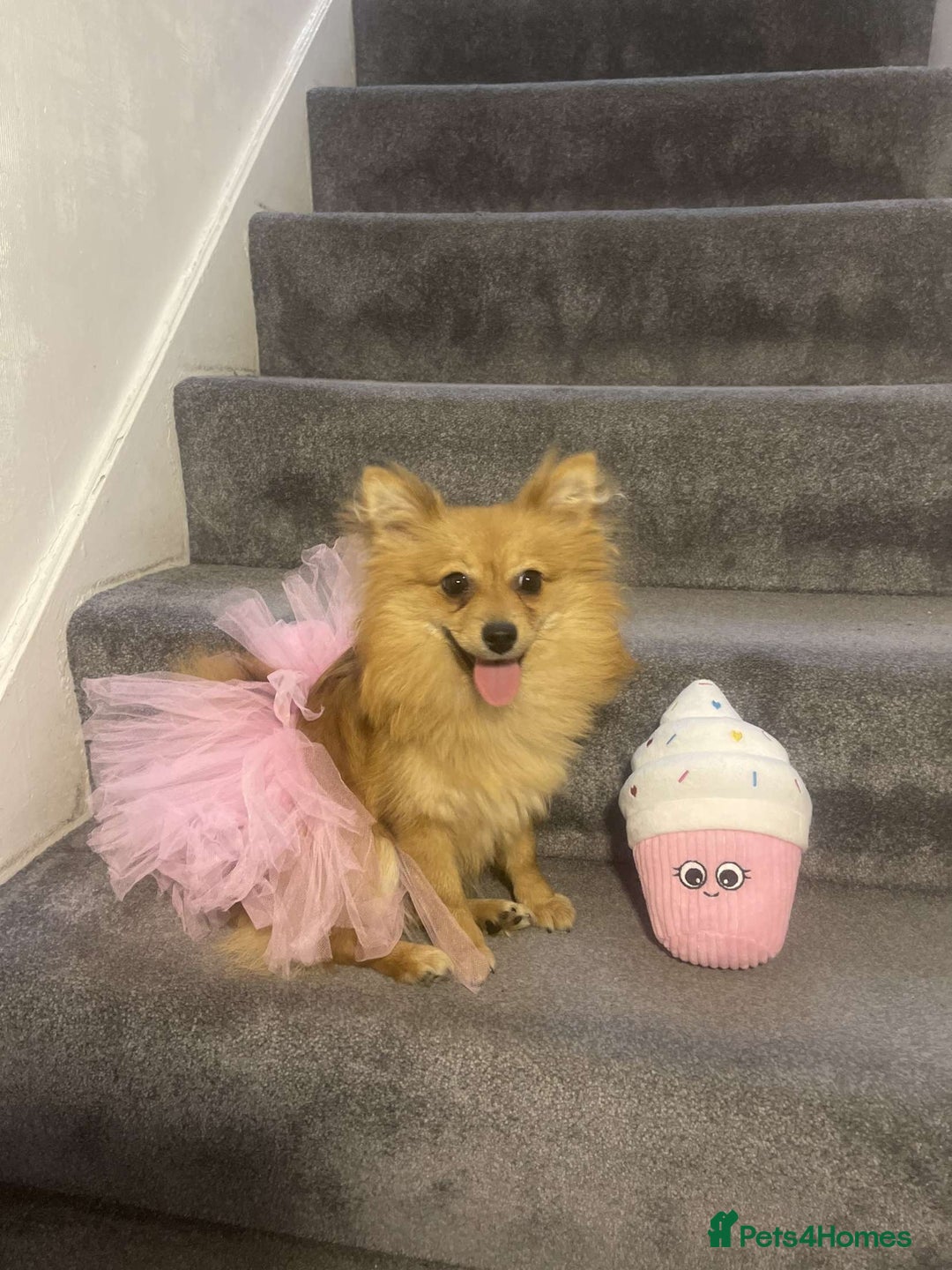 Pomeranian dogs for sale: Girl Pomeranian puppy for Sale - Greenwich, London - Image 1