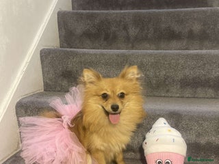 Pomeranian dogs - Advert 4