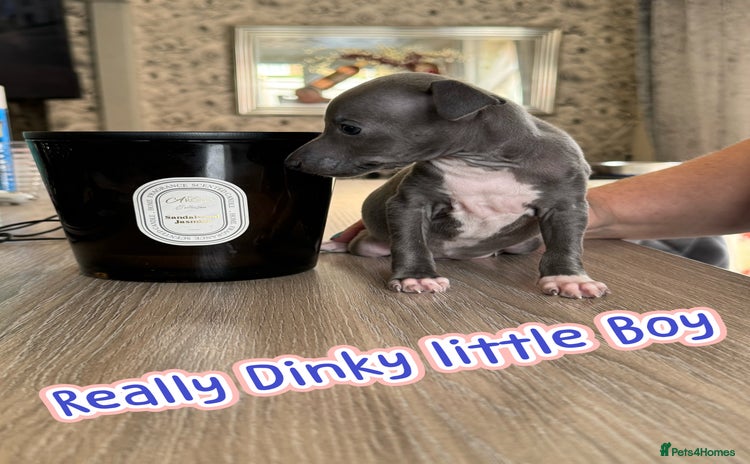 Italian Greyhound dogs - Advert 2