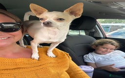 Chihuahua dogs for stud: Teacup Chihuahua for stud - Image 4
