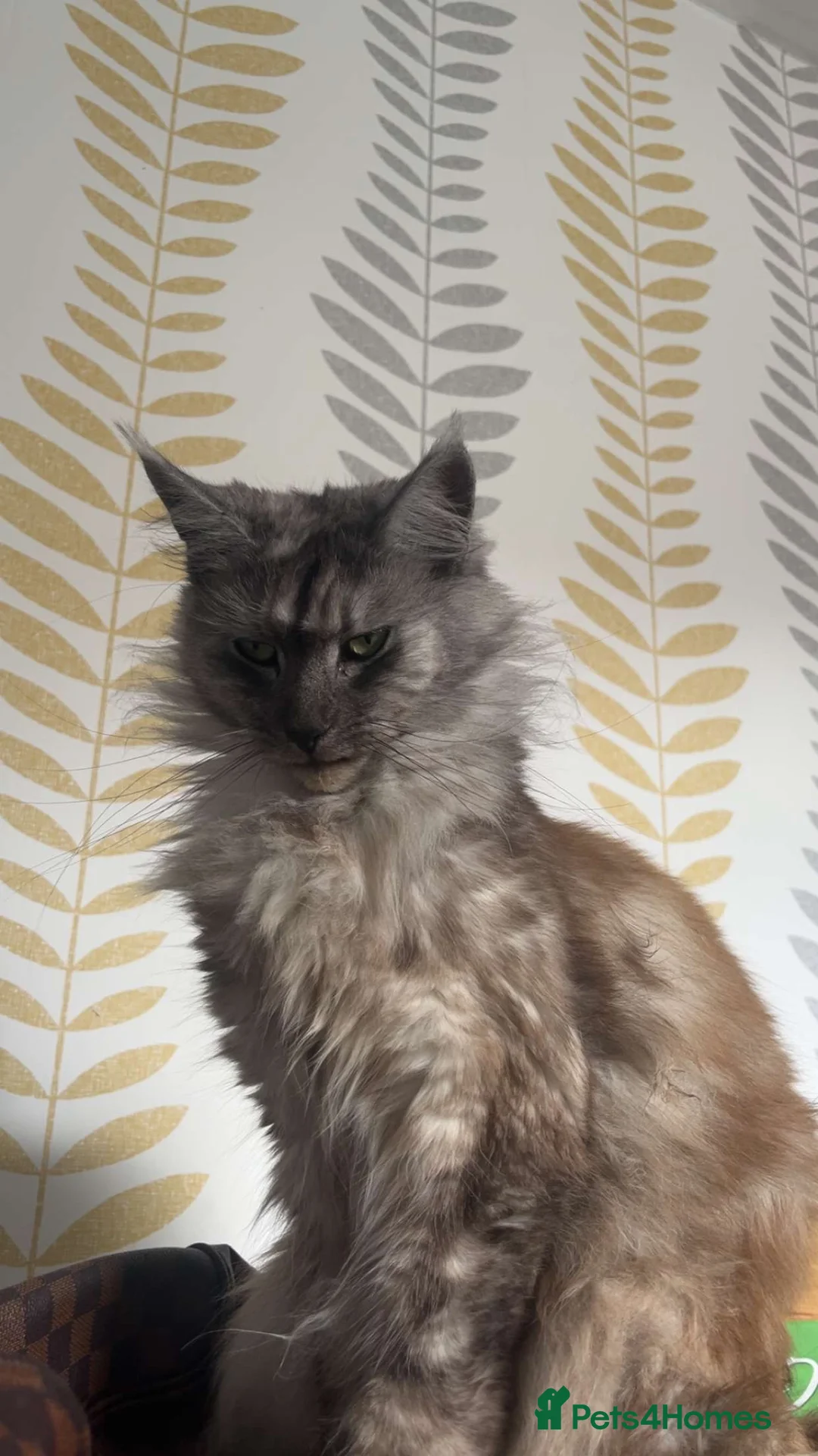 Maine Coon cats for sale: Maine coon kittens  - Advert 2