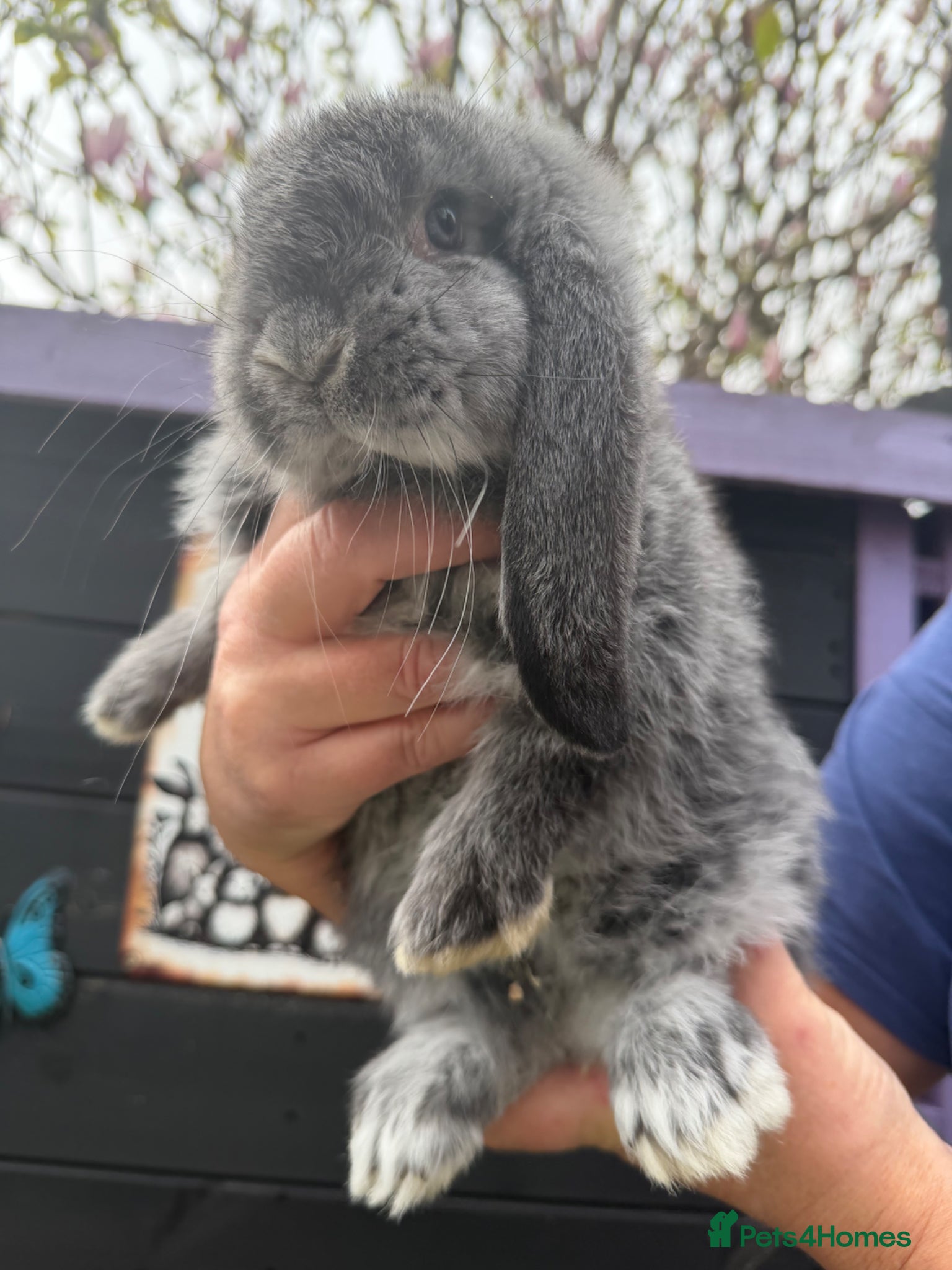 French Lop rabbits French lops  - Advert 6