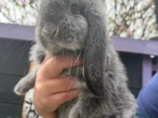 French Lop rabbits French lops - Advert 6