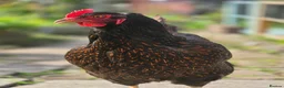 Chickens poultry for sale: Silkies, aracuna, crested rocks, and more - Advert 7