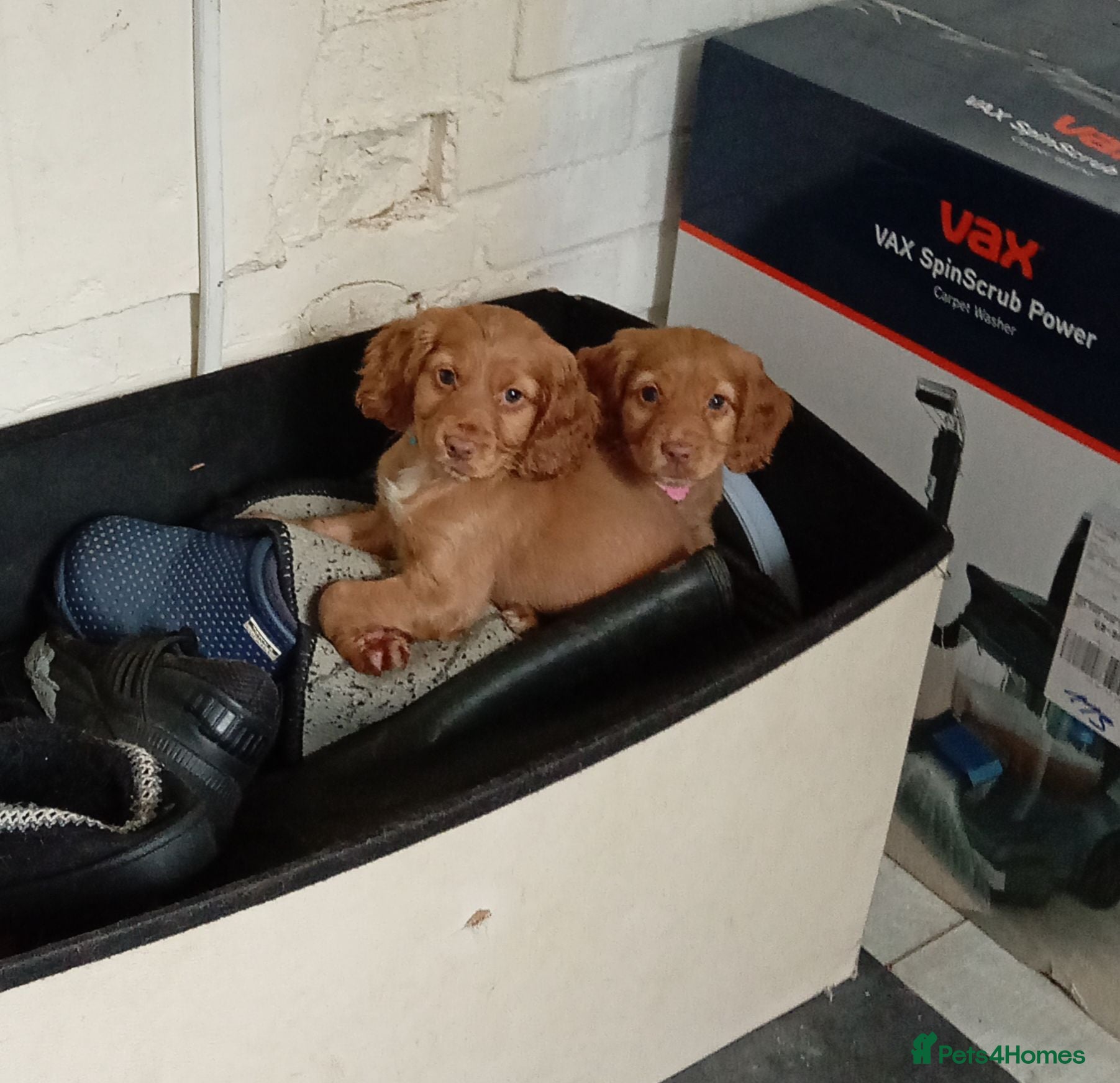 Cocker Spaniel dogs 1 Remaining Male Golden Cocker Spaniel Puppy - Advert 1