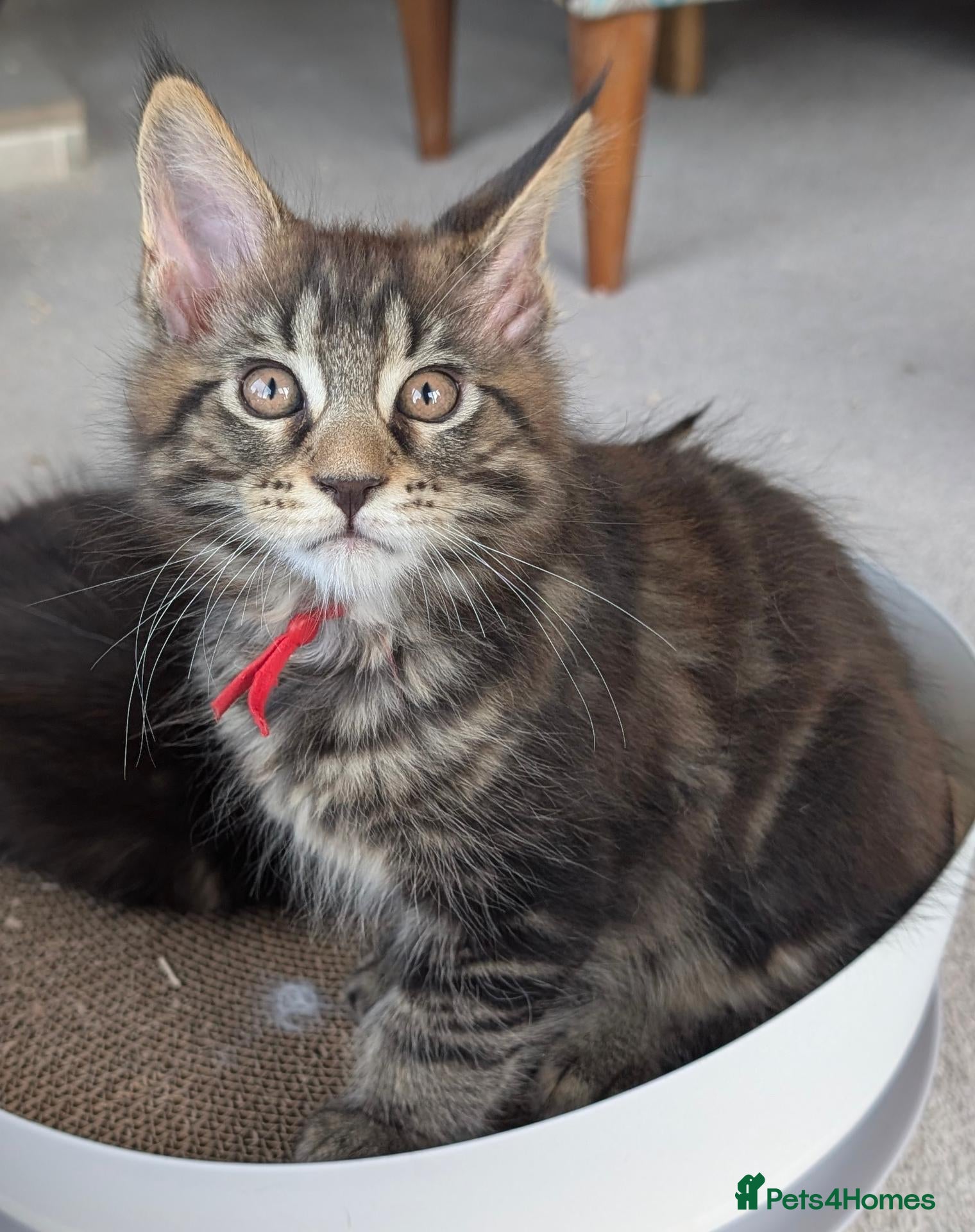 Maine Coon cats Chunky loveable Maine Coon Boy - Advert 5