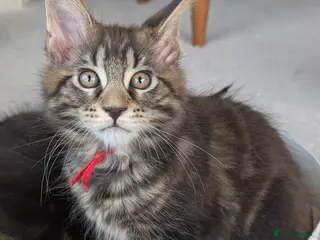 Maine Coon cats Chunky loveable Maine Coon Boy - Advert 5
