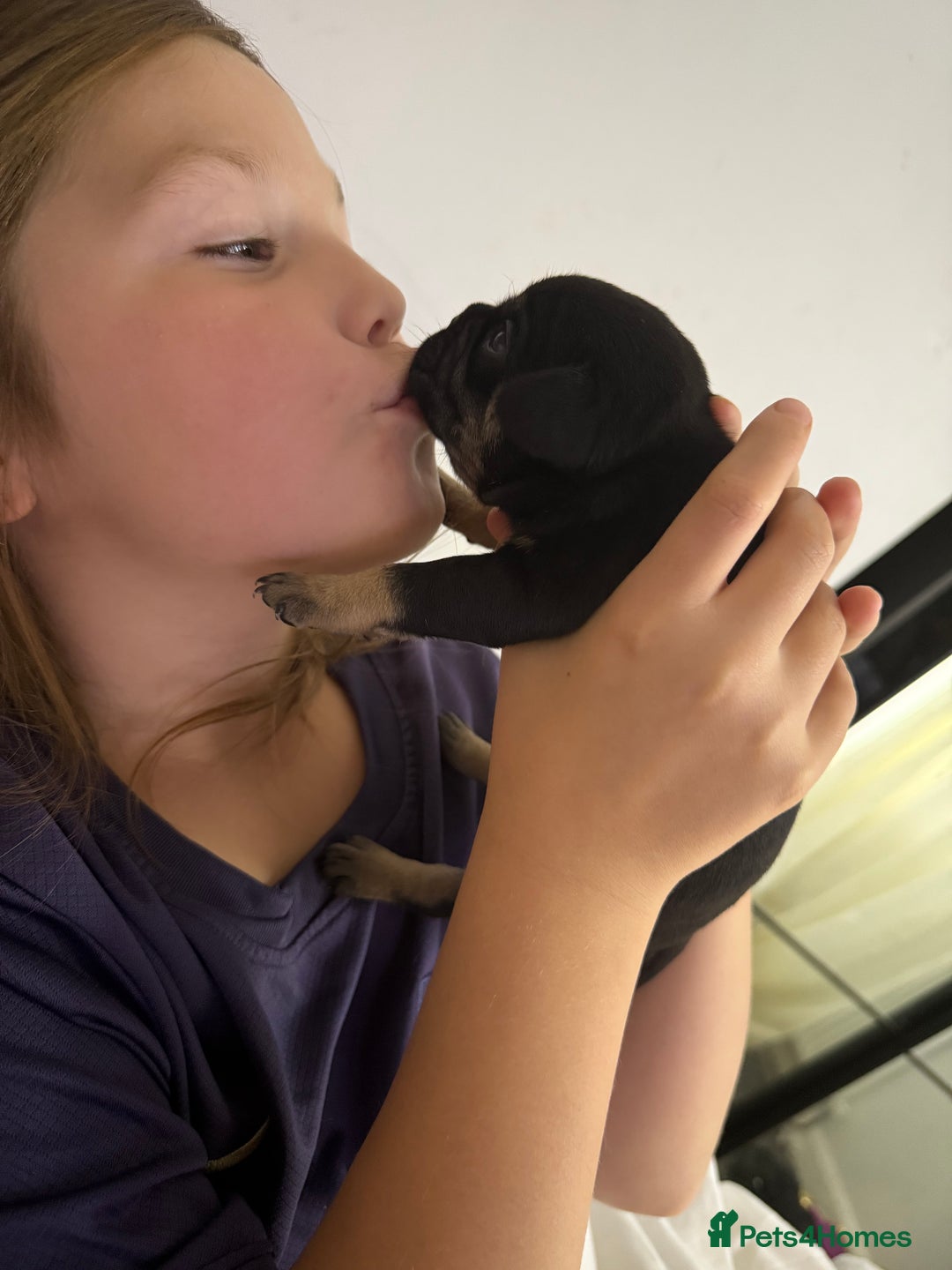 Frug dogs for sale: Puppies  - Image 9