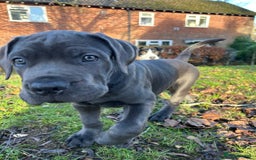 Cane Corso dogs for sale: *** 11 WEEK OLD PUPPY Cane corse boy 🥇 - Advert 7