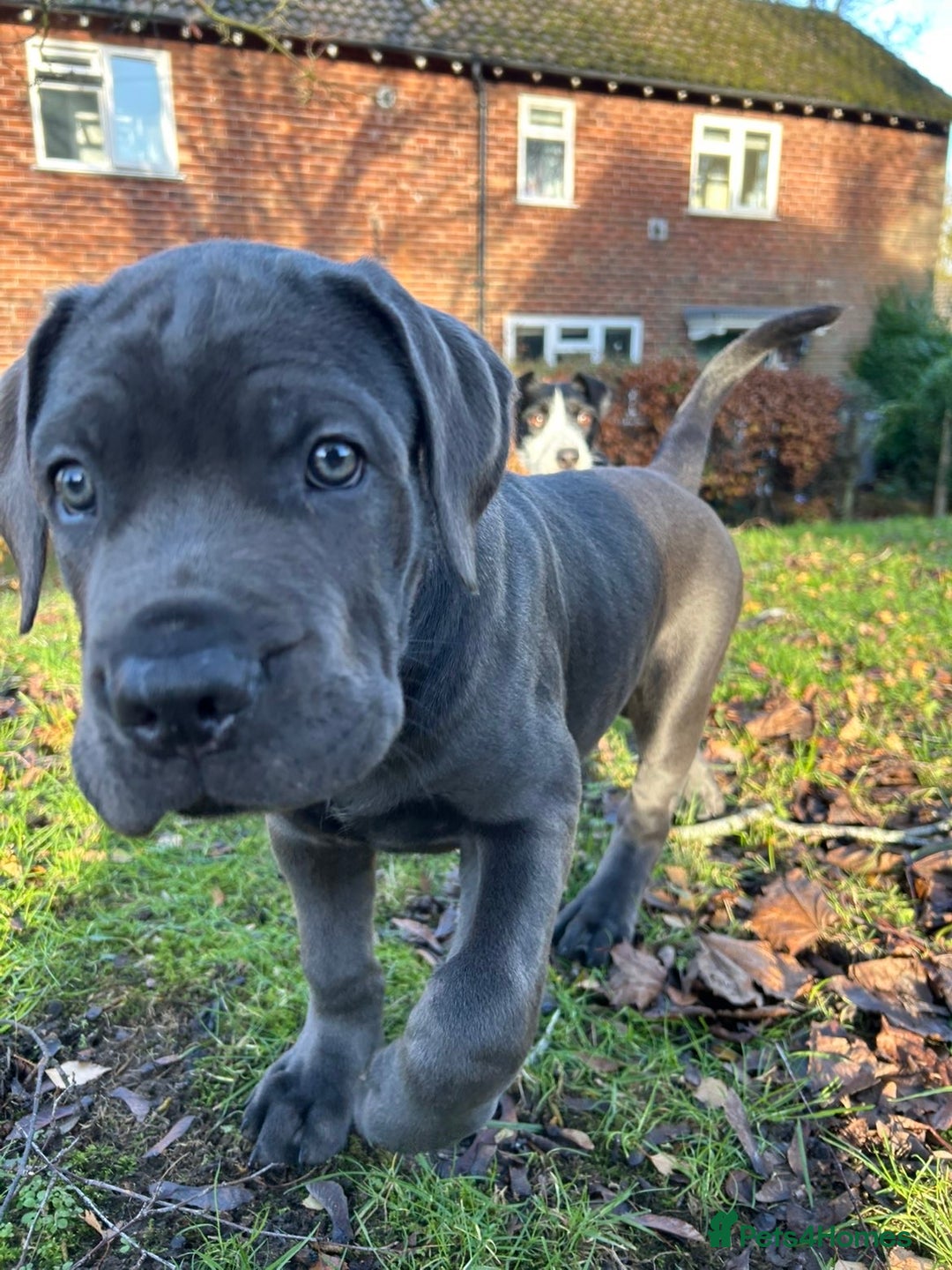 Cane Corso dogs for sale: *** 11 WEEK OLD PUPPY Cane corse boy 🥇 - Advert 7