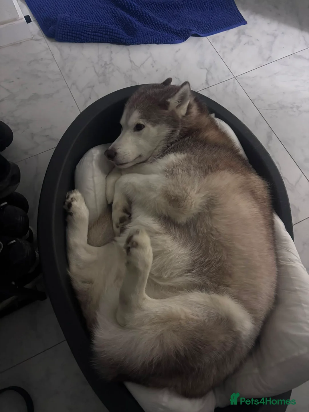 Siberian Husky dogs for sale: Red and white 8.5 year old Siberian Husky - Advert 2