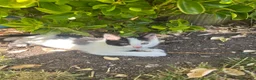 Mixed Breed cats for sale: Friendly playful kittens - Advert 27