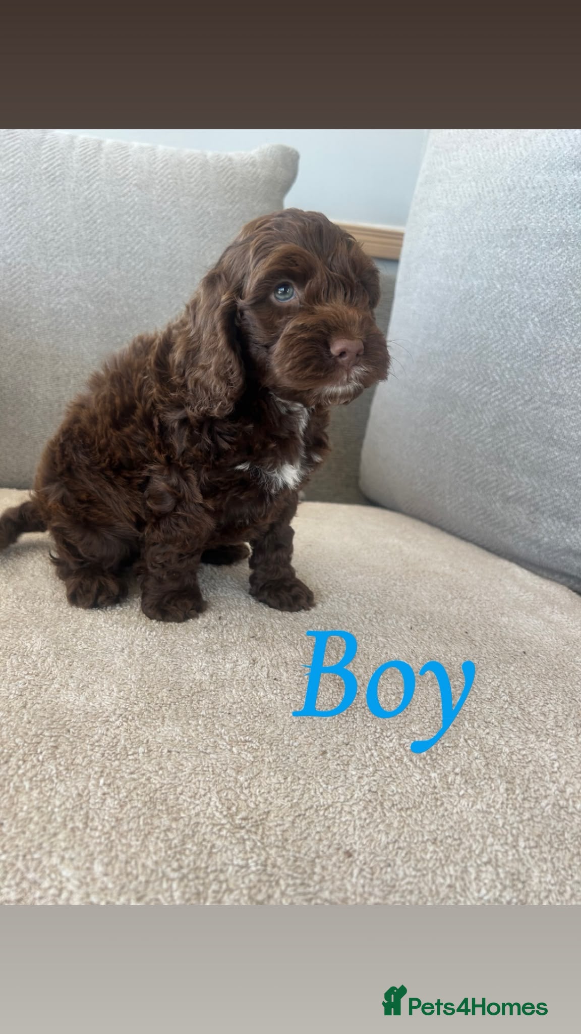 Cockapoo dogs Cockapoo pups 1  chocolate male left  - Advert 17