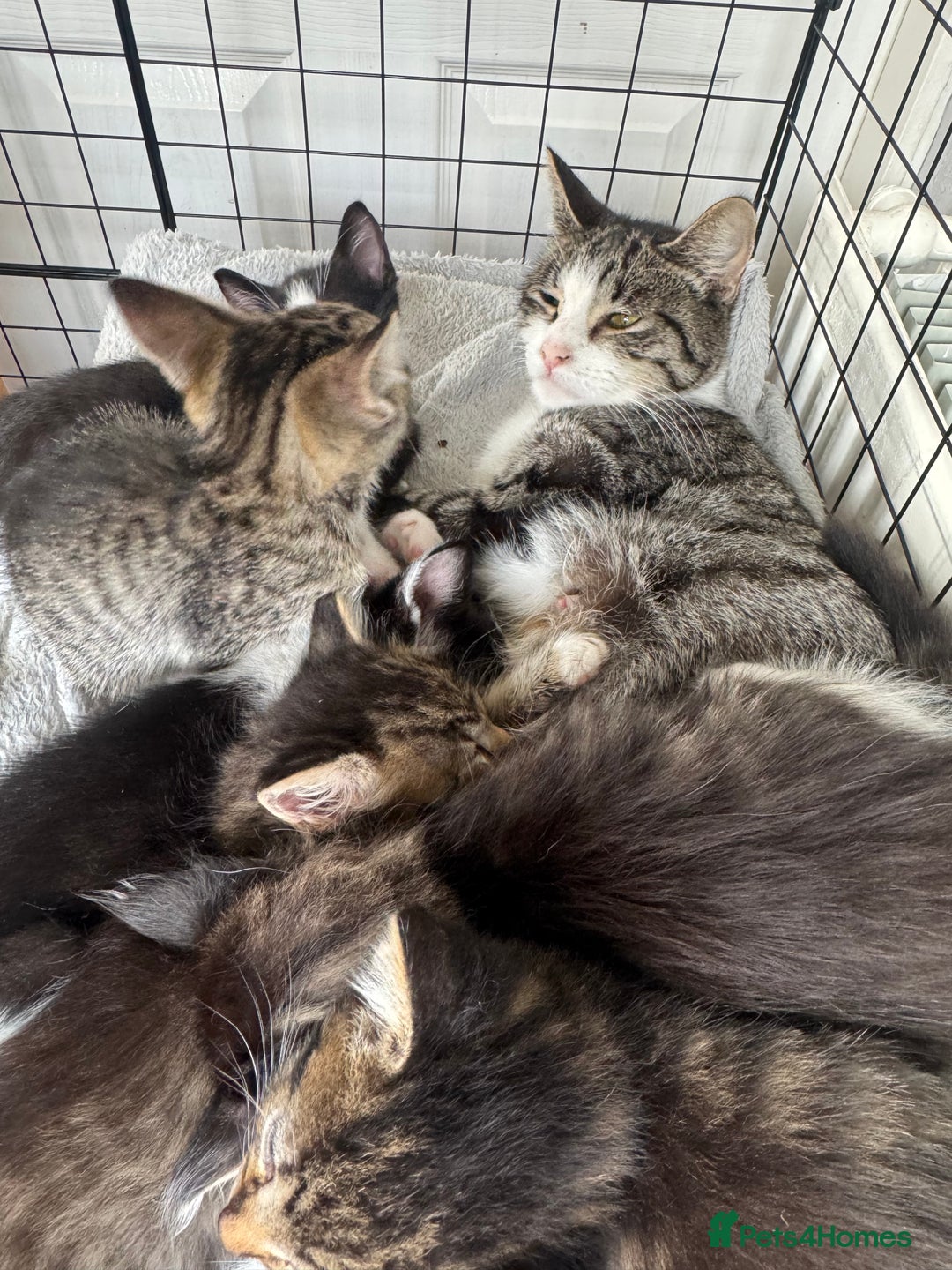 Mixed Breed cats for sale: Cute Kittens (all available) 5 female and 4 male - Image 10