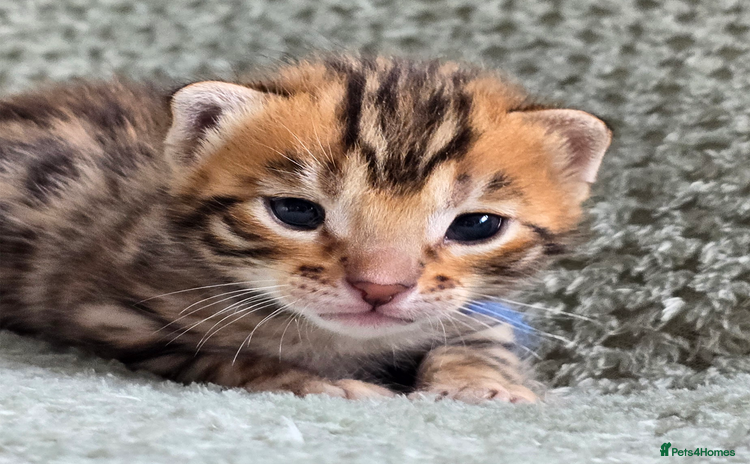 Bengal cats - Advert 10