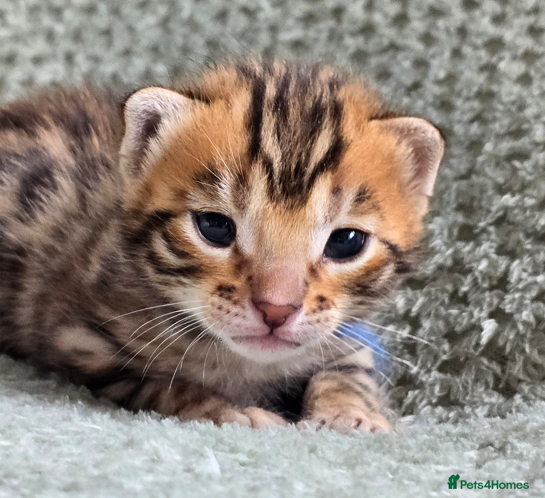 Bengal cats for sale: TICA Champion bengal kittens ready for reservation - Image 7
