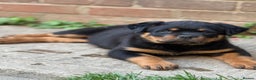 Rottweiler dogs for stud: Stunning KC registered fully health tested male   in Burnley - Advert 35