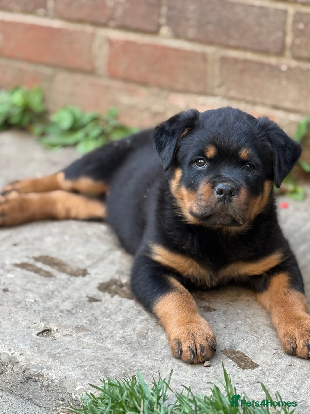 Rottweiler dogs for stud: Stunning KC registered fully health tested male   in Burnley - Advert 35