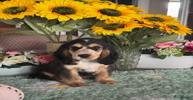 Cocker Spaniel dogs in Market Drayton - Advert 6