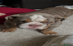 English Bull Terrier dogs for sale: 10 Month Old Tri Colour English Bulldog  - Image 1