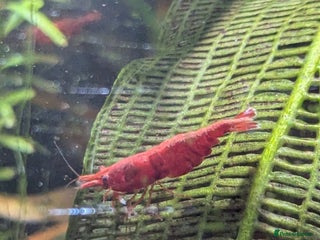 Shrimps fish - Advert 10