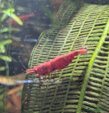 Shrimps fish - Advert 1