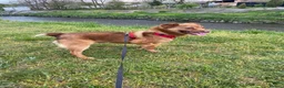 Mixed Breed dogs for adoption: Teddy - In Ayr looking for a home  - Advert 4