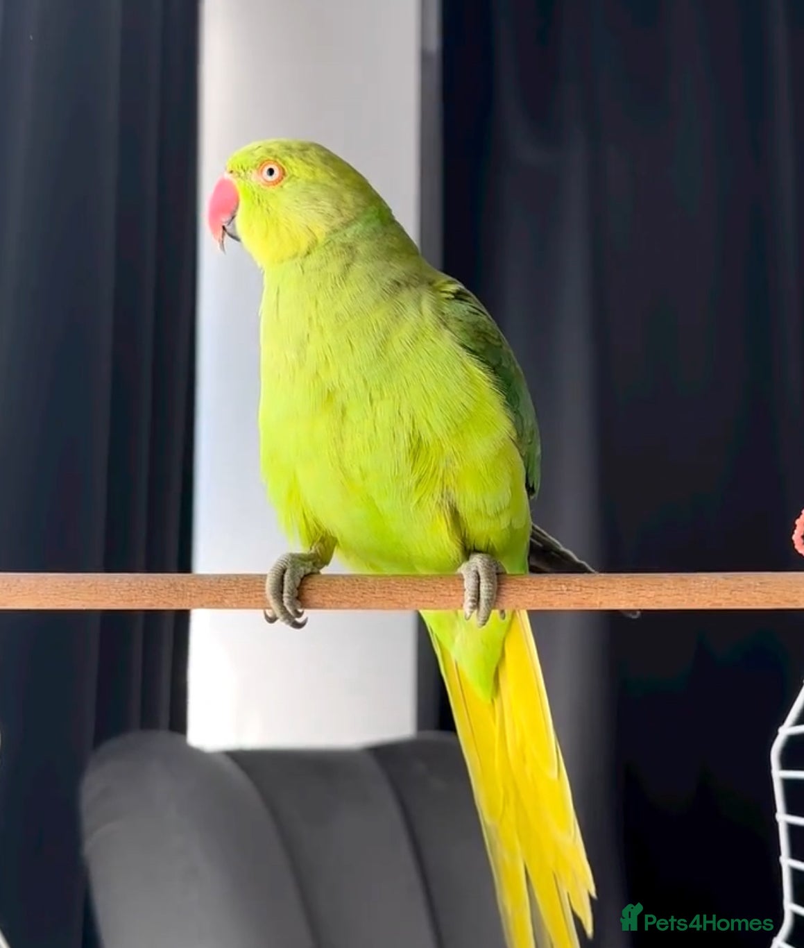 Parrots birds Baby ring neck talking parrot  - Advert 3