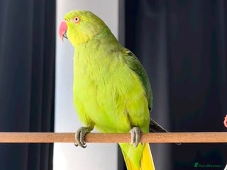 Parrots birds Baby ring neck talking parrot - Advert 3