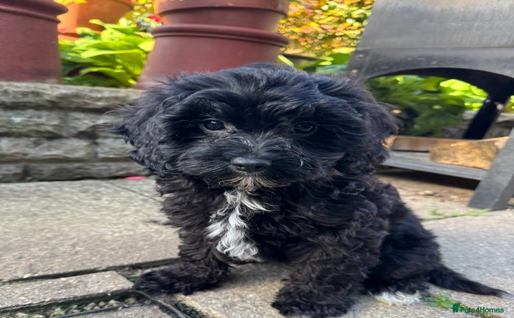 Cavapoo dogs - Advert 2