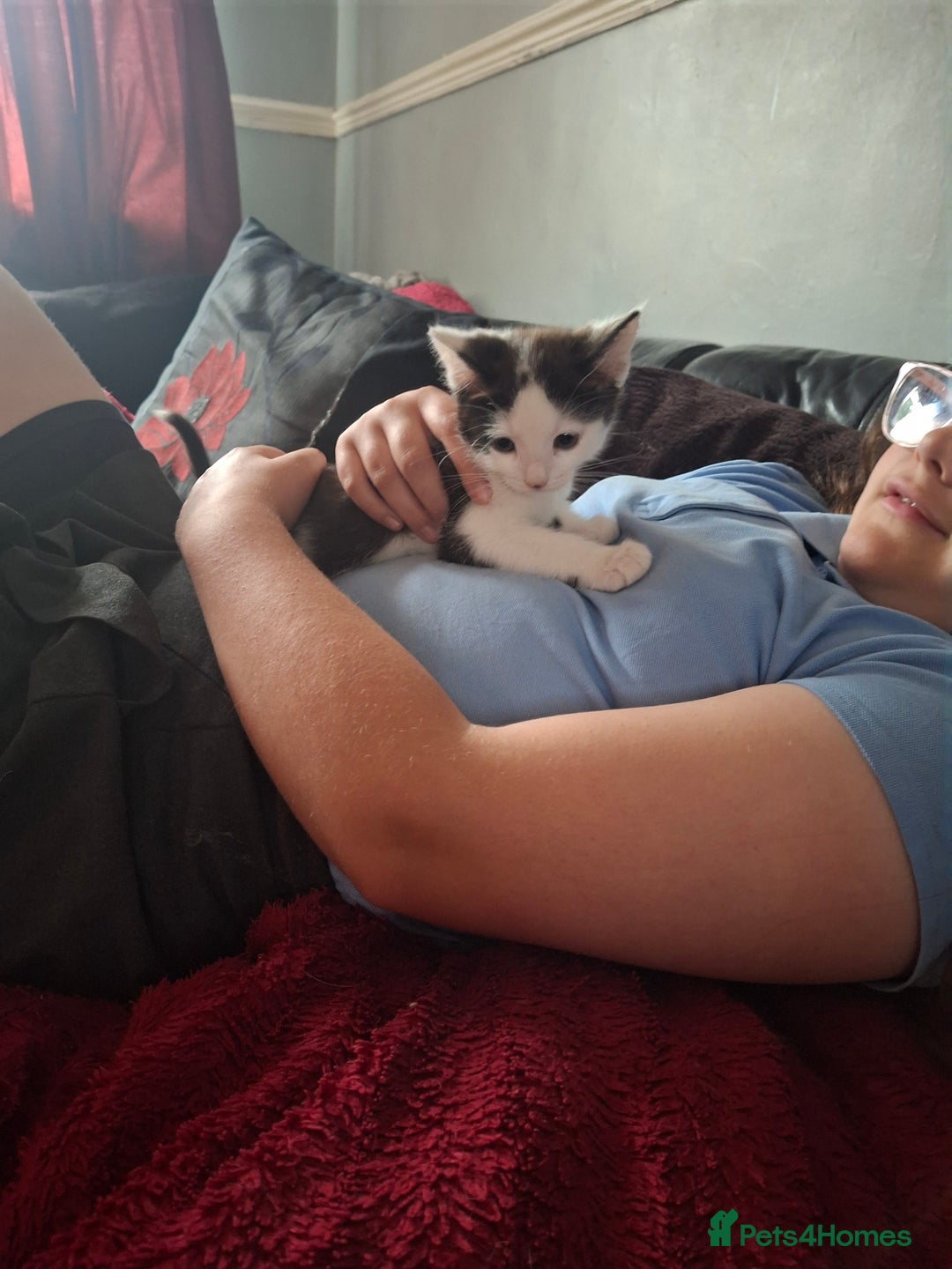 Mixed Breed cats for sale: Kittens - Image 5
