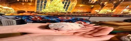 Conures birds for sale: Five Beautiful Pineapple Green-Cheek Conure Babies in Swansea - Advert 2