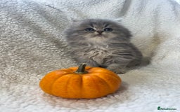 Persian cats for sale: Stunning chinchilla Persian kittens - Image 5