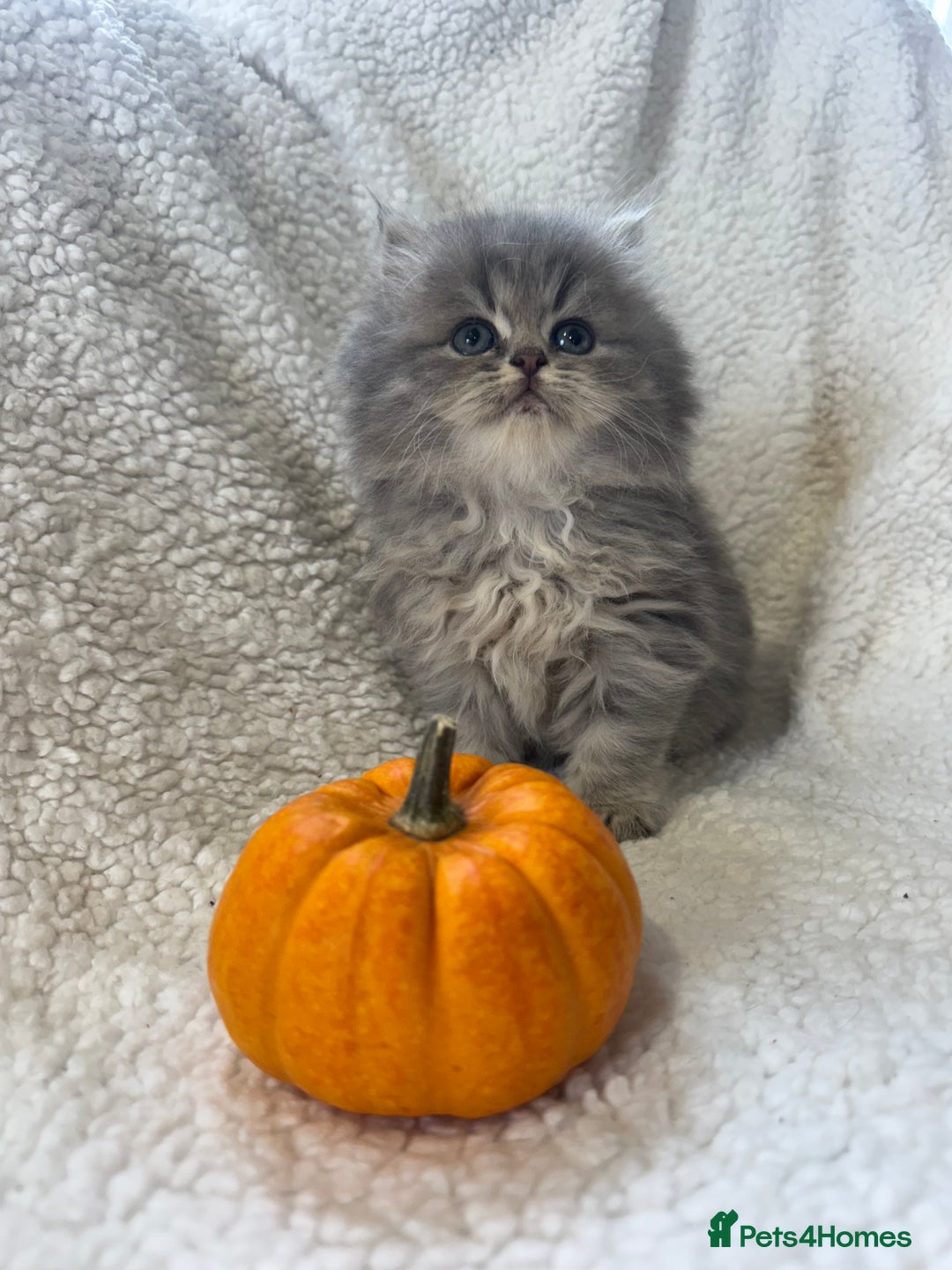 Persian cats for sale: Stunning chinchilla Persian kittens - Image 5
