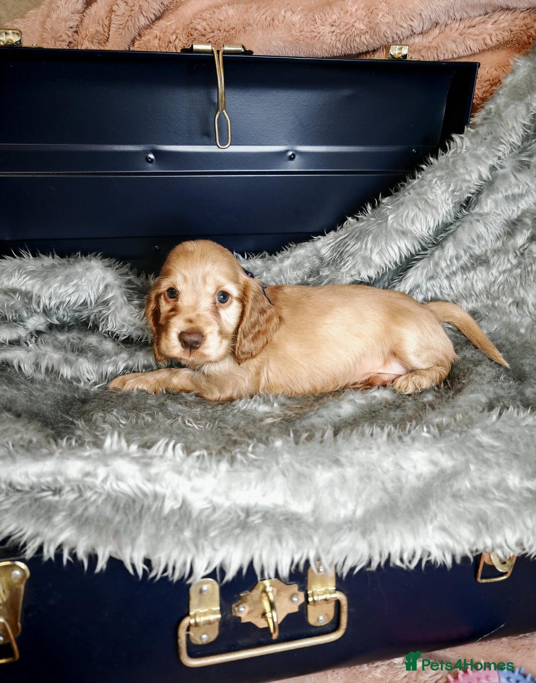Cocker Spaniel dogs for sale: STUNNING LITTER OF KC SHOW COCKER SPANIEL PUPS!  - Image 4