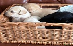 Labrador Retriever dogs for sale:  labrador retriever pups - Image 15