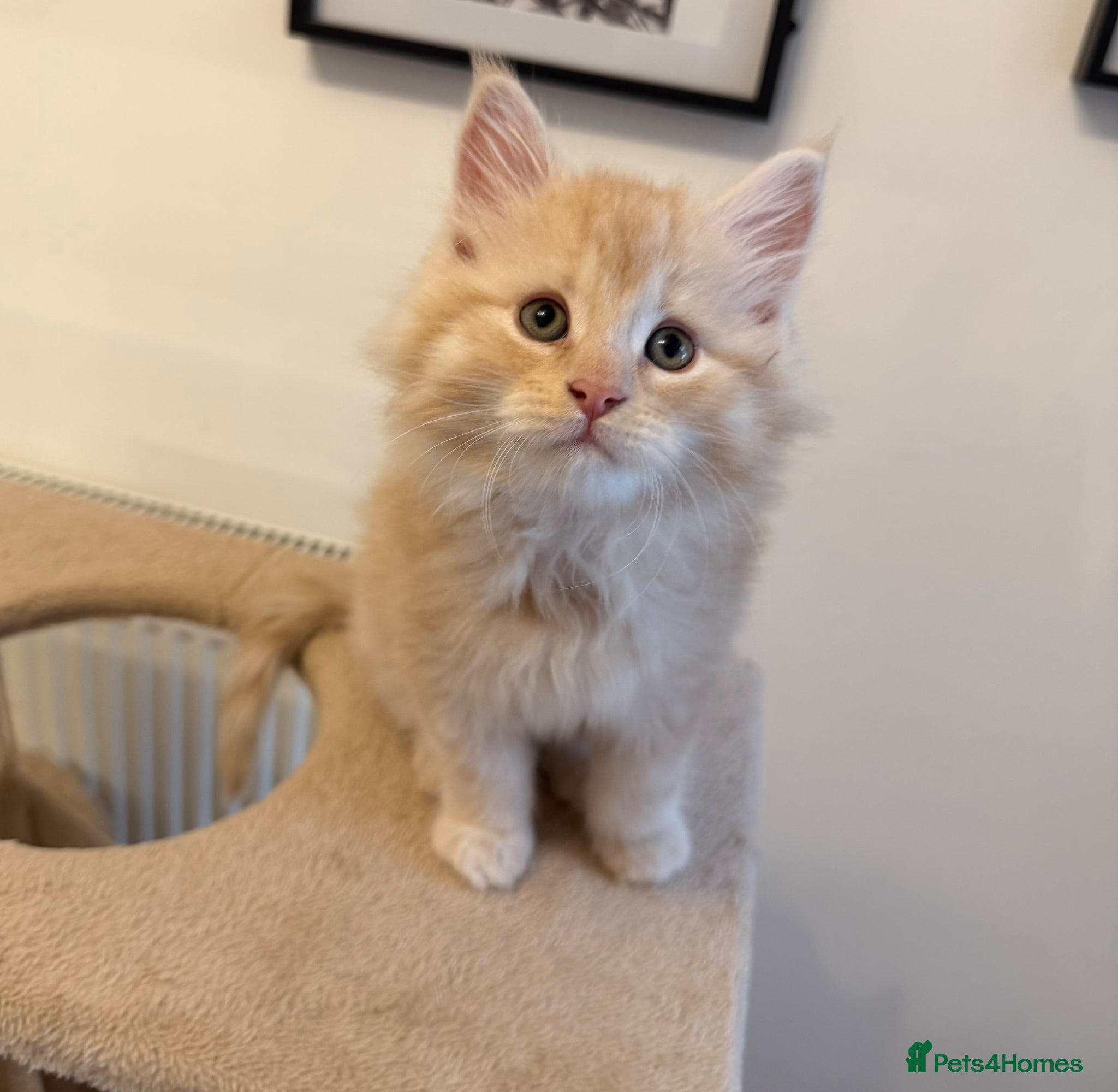 Maine Coon cats Pure pedigree Stunning Maine Coon Kittens - Advert 17
