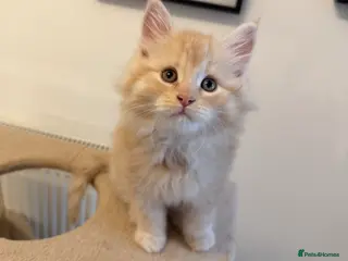 Maine Coon cats Pure pedigree Stunning Maine Coon Kittens - Advert 17