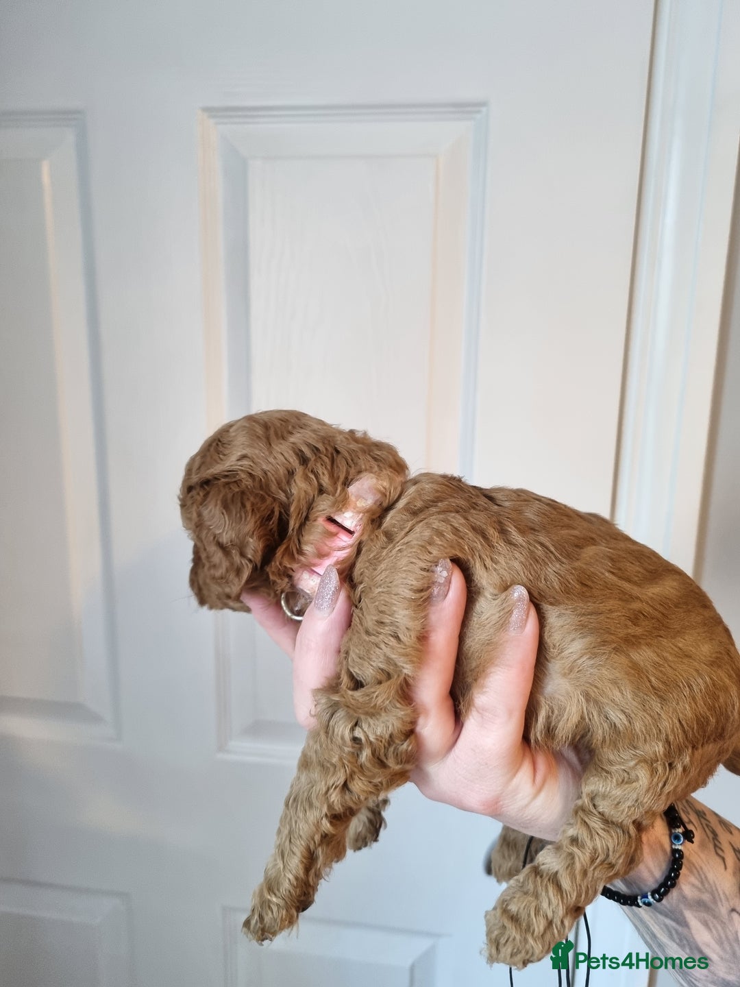 Cockapoo dogs for sale: Toy f1b - Image 8