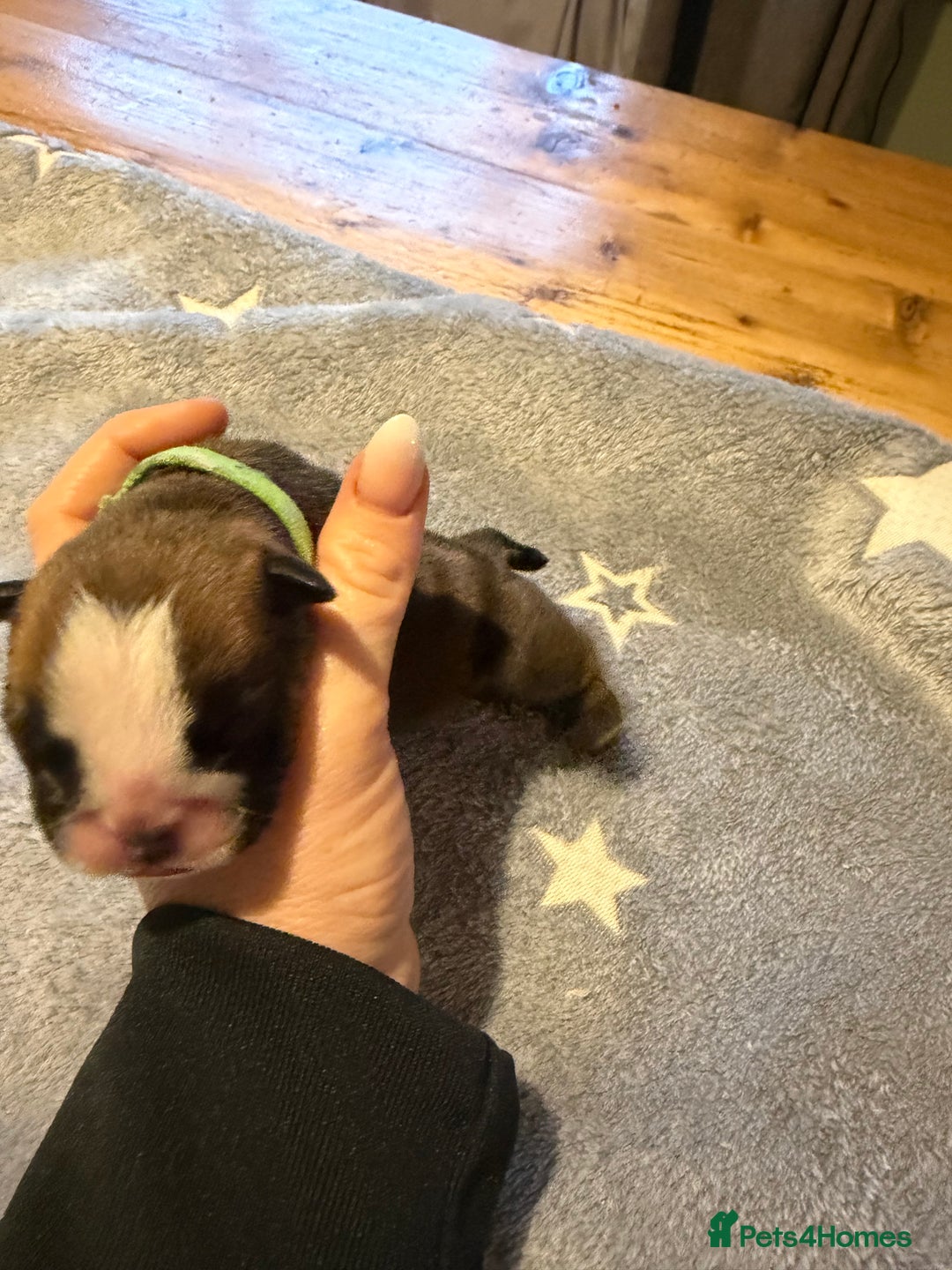 English Bulldog dogs for sale: 🌸❤️ TOP BLOOD LINE ENGLISH BULLDOGS RED AND WHITE - Advert 25