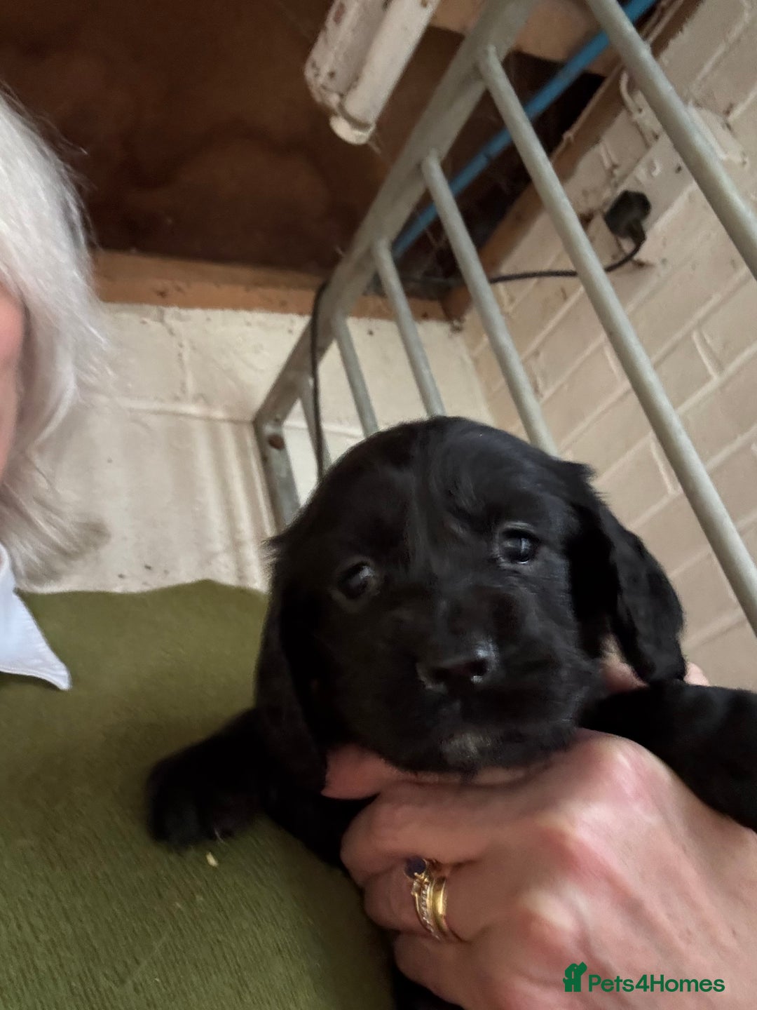 Cocker Spaniel dogs for sale: Working cockers - Advert 2