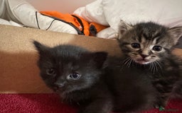 Ragdoll cats for sale: Beautiful Ragdoll X Kittens  - Image 8