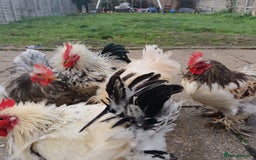 Hens poultry for sale: Chickens for sale - Image 18