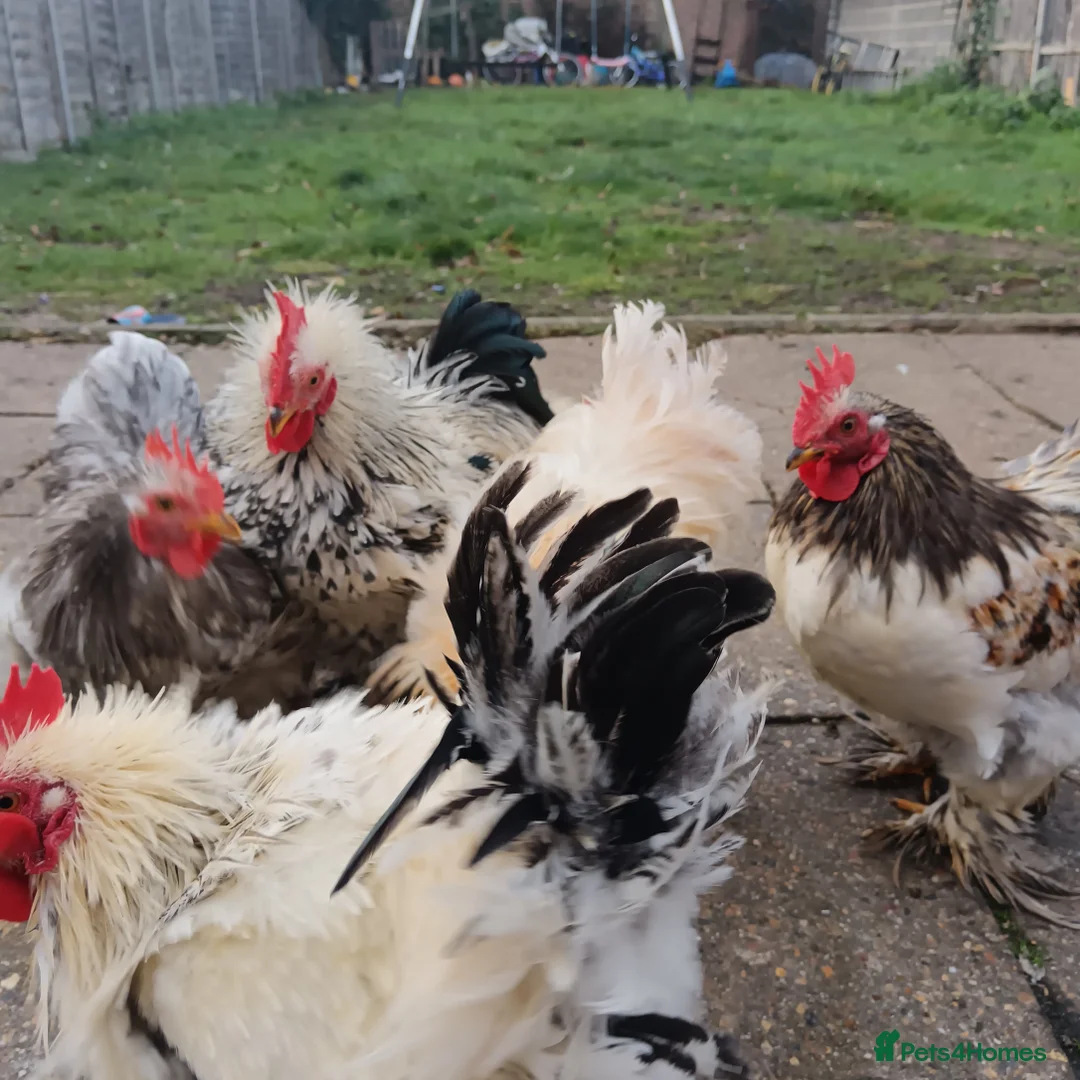 Hens poultry for sale: Chickens for sale - Advert 18