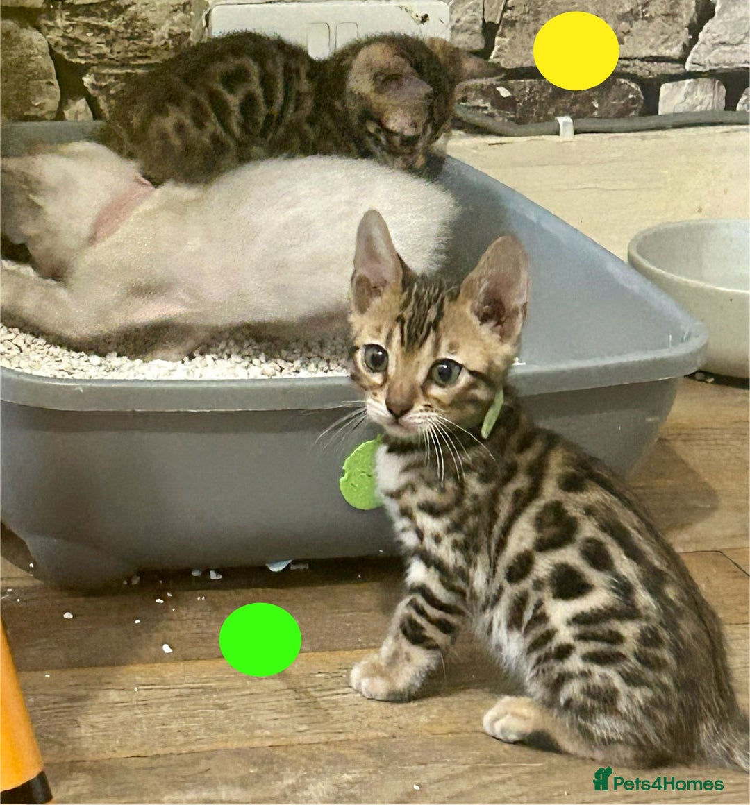 Bengal cats for sale: Update 3 Pedigree Bengals kittens for reservation  - Image 8