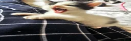 British Longhair cats for sale: 6 Longhaired Kittens White/Black/Tuxedo Mixed etc. - Advert 24