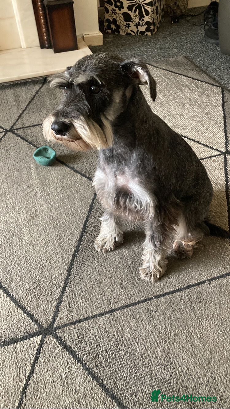 Miniature Schnauzer dogs MINITURE SCHNAUZER PUPS MIDDLESBROUGH  - Advert 1