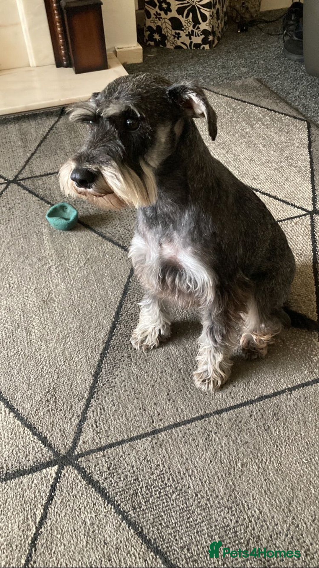 Miniature Schnauzer dogs for sale: MINITURE SCHNAUZER PUPS MIDDLESBROUGH  - Advert 1